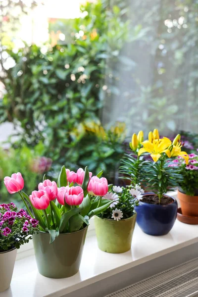 Många Vackra Blommande Krukväxter Fönsterbrädan Inomhus — Stockfoto