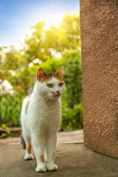 Gato Fofo Bonito Perto Edifício Livre — Fotografia de Stock