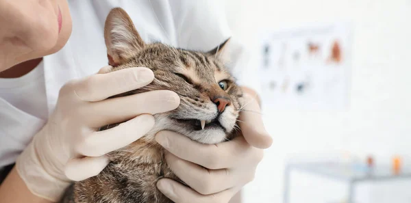 Professional veterinarian examining cat\'s teeth in clinic, closeup. Banner design