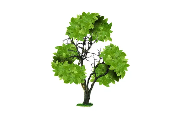 Árvore Com Folhas Verdes Forma Símbolo Reciclagem Sobre Fundo Branco — Fotografia de Stock