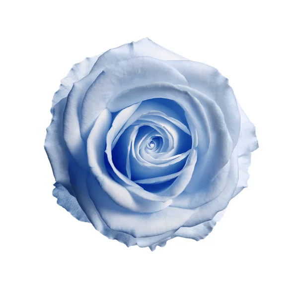 Bella Fioritura Rosa Azzurra Sfondo Bianco — Foto Stock