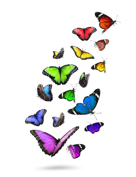 Много Красивых Летящих Красочных Бабочек Белом Фоне — стоковое фото