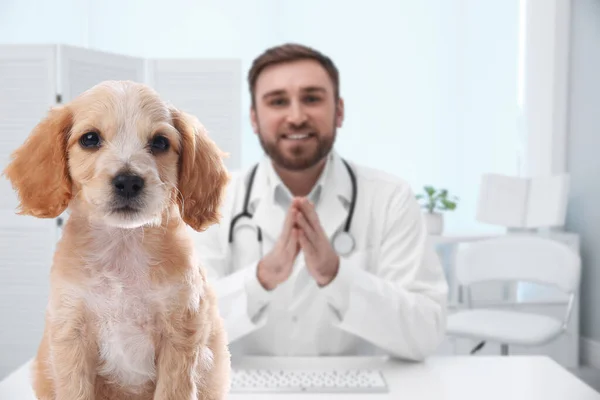 Klinikteki Sevimli Köpeği Olan Veteriner Doktor — Stok fotoğraf