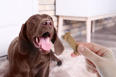 Kadın içeride köpeğine lezzetli kemik şekilli kurabiye veriyor, yakın plan.
