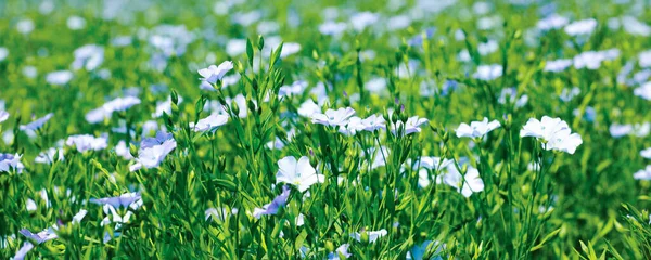 Piękne Kwitnące Rośliny Lnu Polu Słoneczny Dzień Projekt Banera — Zdjęcie stockowe