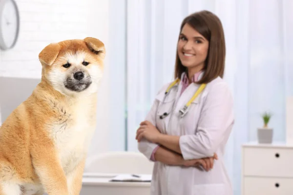 Doctorat Vétérinaire Avec Chien Adorable Clinique — Photo