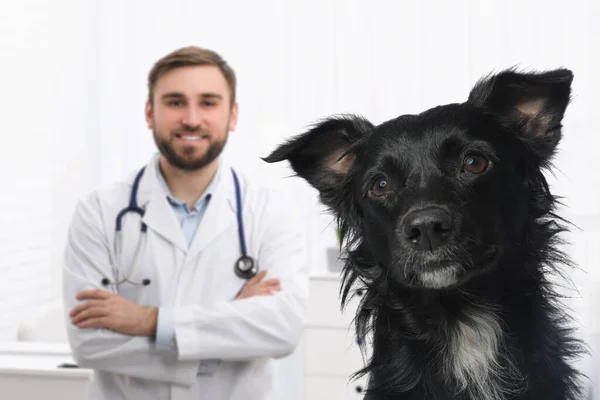 獣医師とともに可愛いです犬でクリニック — ストック写真