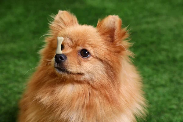 Liebenswerter Hund Mit Knochenförmigem Keks Auf Nase Freien — Stockfoto