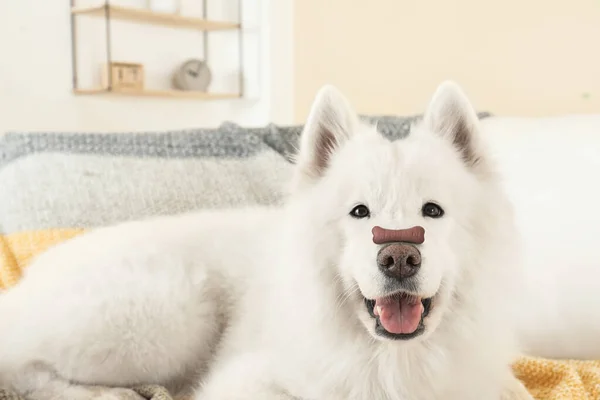 Uroczy Pies Ciasteczkiem Kształcie Kości Nosie Domu — Zdjęcie stockowe