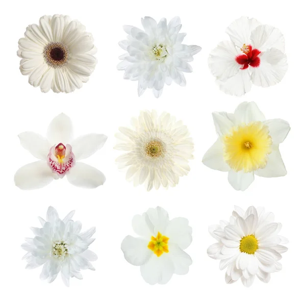 Zestaw Różnymi Pięknymi Kwiatami Białym Tle — Zdjęcie stockowe