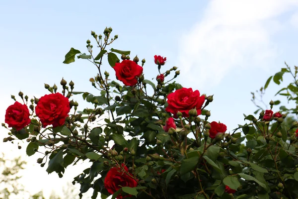 Όμορφη Ανθισμένη Τριανταφυλλιά Κατά Του Μπλε Ουρανού Άποψη Χαμηλή Γωνία — Φωτογραφία Αρχείου