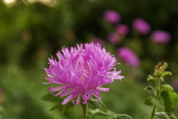 Piękny Kwitnący Fioletowy Chaber Rozmytym Tle Zbliżenie — Zdjęcie stockowe
