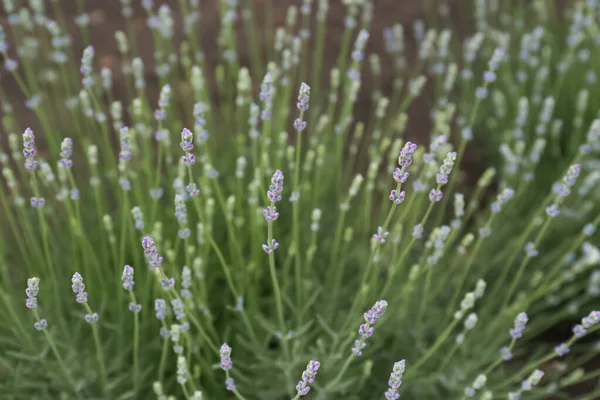 Closeup View Beautiful Lavender Growing Field — Stock Photo, Image