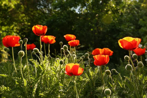 Piękny Czerwony Mak Kwiaty Zewnątrz Słoneczny Dzień — Zdjęcie stockowe