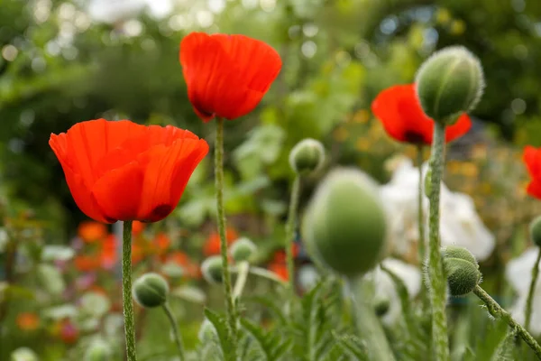 Many Beautiful Blooming Red Poppy Flowers Outdoors — Foto de Stock