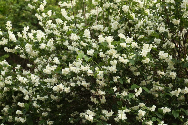 Hermoso Arbusto Jazmín Con Flores Blancas Aire Libre —  Fotos de Stock