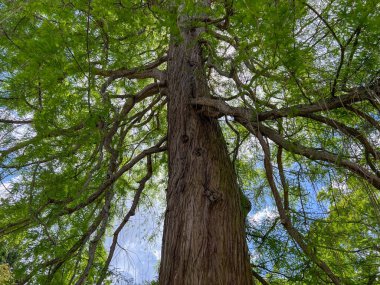 Parkta yeşil yaprakları olan güzel, uzun bir ağaç, alçak açılı.
