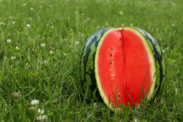 Delicious cut watermelon in fresh green grass outdoors, space for text