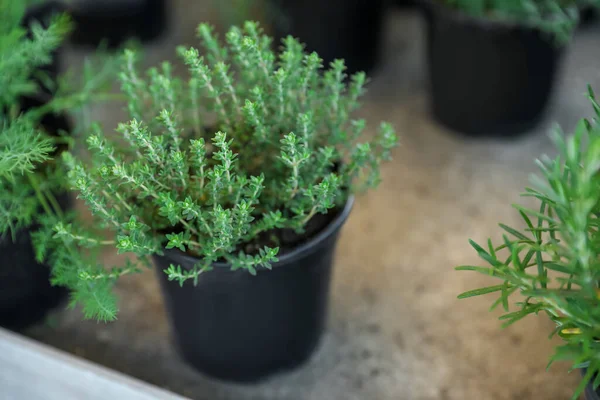 Potted Thyme Table Closeup Space Text — Fotografia de Stock