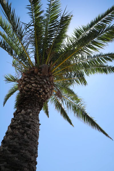 Hermosa Palmera Con Hojas Verdes Contra Cielo Azul Claro Vista — Foto de Stock