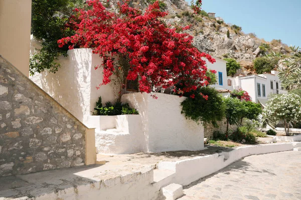 City Street Beautiful Buildings Blooming Tree Sunny Day — Stock Photo, Image