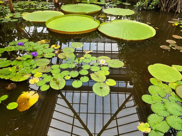在温室里有美丽的水百合植物的池塘 — 图库照片