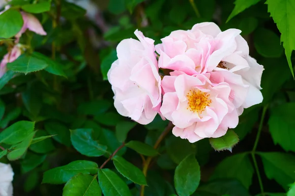 Hermosa Flor Rosal Aire Libre Vista Cerca — Foto de Stock
