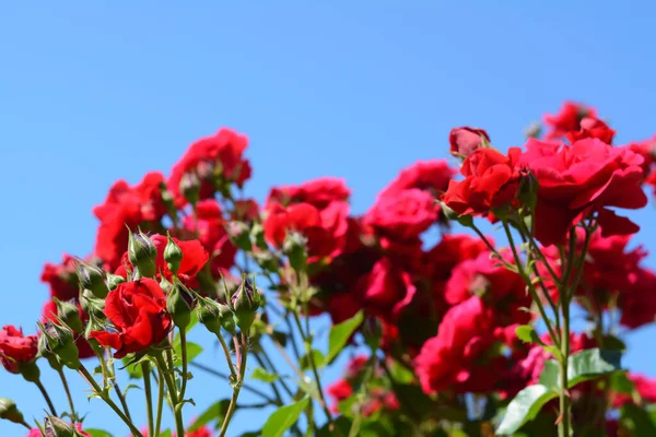 Belle Floraison Rosier Extérieur Vue Rapprochée — Photo