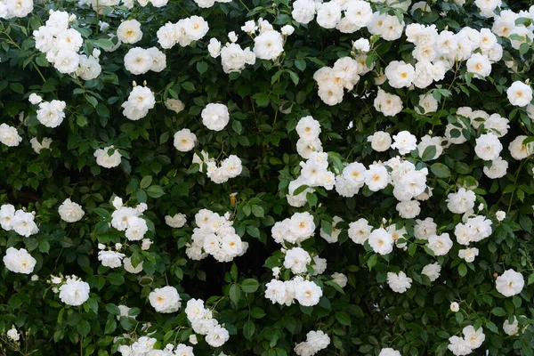 Beautiful Blooming Rose Bush White Flowers Outdoors — Fotografia de Stock