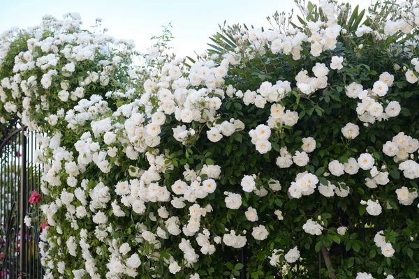 Beautiful Blooming Rose Bush Climbing Metal Fence Outdoors — Stockfoto