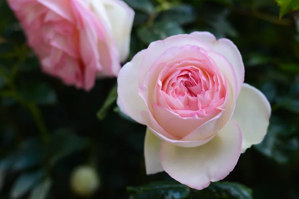 Beautiful Blooming Rose Bush Outdoors Closeup View — Stock Photo, Image