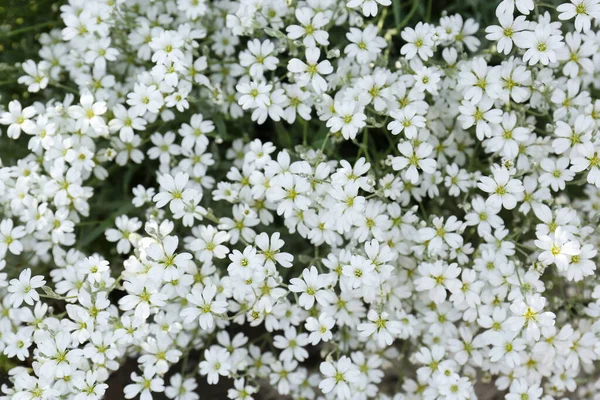 Lindas Flores Brancas Neve Verão Livre Vista Close — Fotografia de Stock