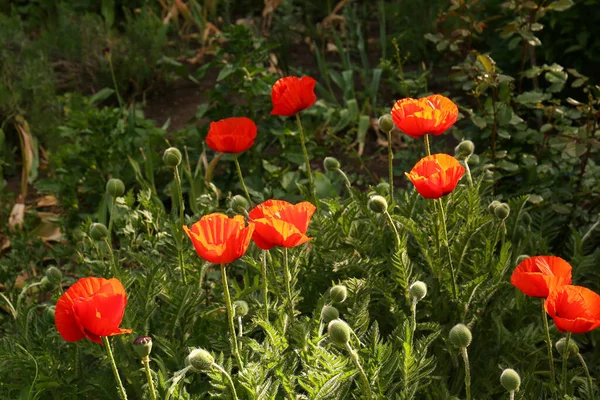阳光灿烂的日子里 美丽的红色罂粟花朵在户外绽放 — 图库照片