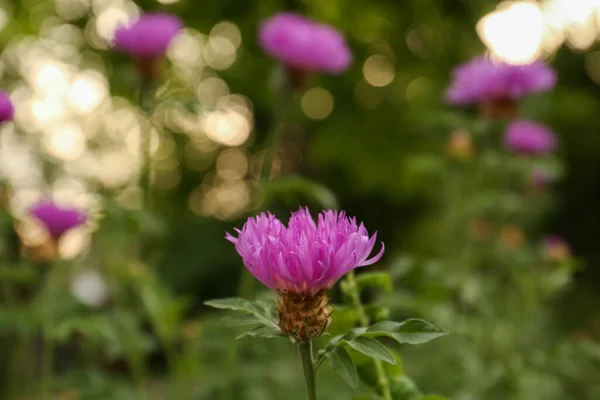 Beautiful Blooming Purple Cornflower Growing Outdoors Closeup Space Text — Zdjęcie stockowe