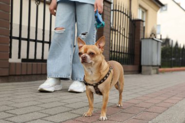 Sahibi Chihuahua köpeğiyle şehir caddesinde yürüyor, yakın plan.