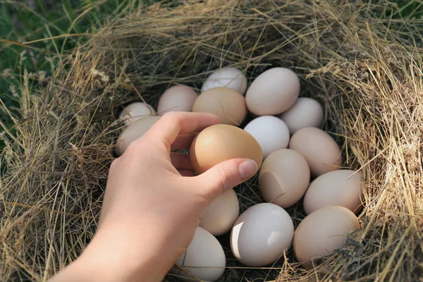 Frau Holt Frisches Rohes Aus Nest Nahaufnahme — Stockfoto