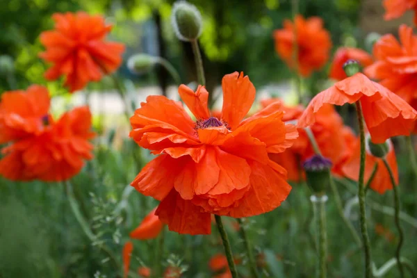 Hermosas Flores Amapola Rojo Brillante Aire Libre Vista Cerca — Foto de Stock