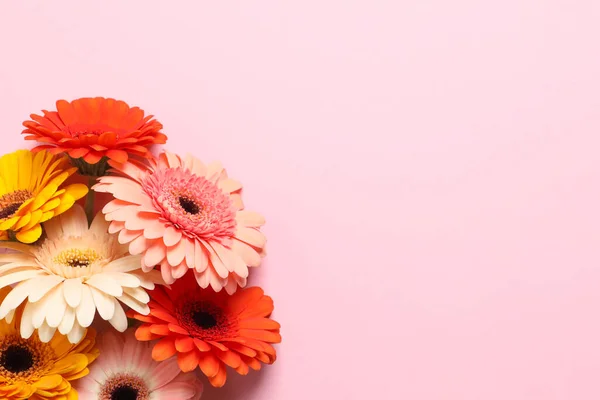 Hermosas Flores Gerberas Coloridas Sobre Fondo Rosa Disposición Plana Espacio — Foto de Stock