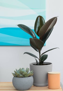 Güzel ev bitkileri ve ev dekorasyonu odasındaki ahşap masada.