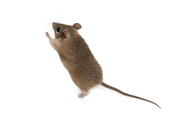 Spiny Mouse Running Ball White Background —  Fotos de Stock