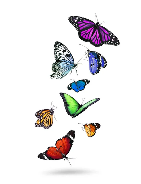Viele Schöne Fliegende Bunte Schmetterlinge Auf Weißem Hintergrund — Stockfoto