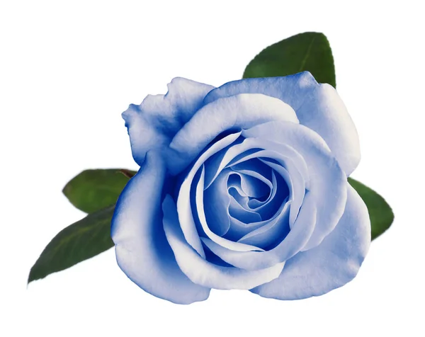 Belle Fleur Rose Bleu Clair Sur Fond Blanc — Photo
