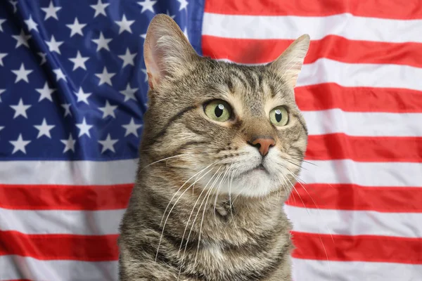 Niedliche Katze Gegen Nationalflagge Der Vereinigten Staaten Von Amerika — Stockfoto