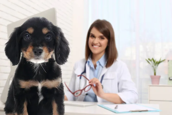 Veterinär Doc Med Bedårande Hund Kliniken — Stockfoto