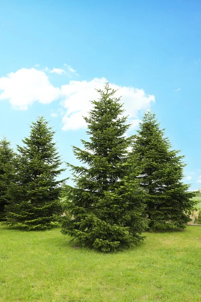 Beautiful Fir Trees Growing Garden Sunny Day — ストック写真