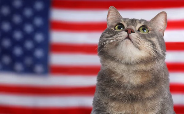 국기에 귀여운 고양이 — 스톡 사진