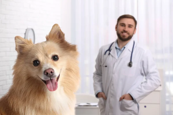 Médico Veterinário Com Cão Adorável Clínica — Fotografia de Stock