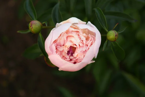 Piękny Różowy Kwiat Piwonii Pąki Krzewie Rozmytym Tle Zbliżenie — Zdjęcie stockowe