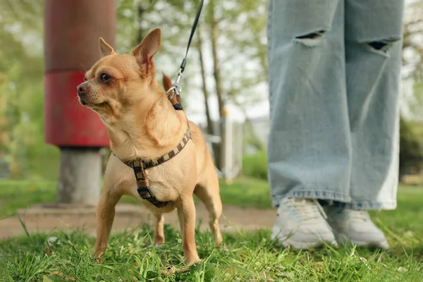 Mujer Caminando Con Perro Chihuahua Sobre Hierba Verde Parque Primer — Foto de Stock