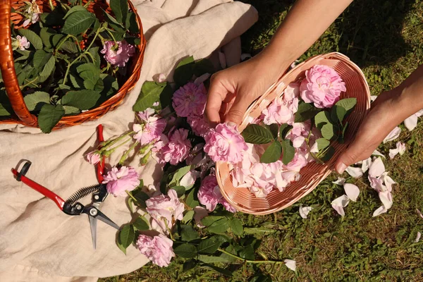 女人们在户外采茶 将玫瑰花瓣放进柳条篮 尽收眼底 — 图库照片